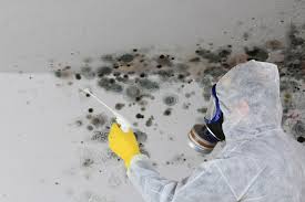 Best Mold Odor Removal Services  in St Augusta, MN